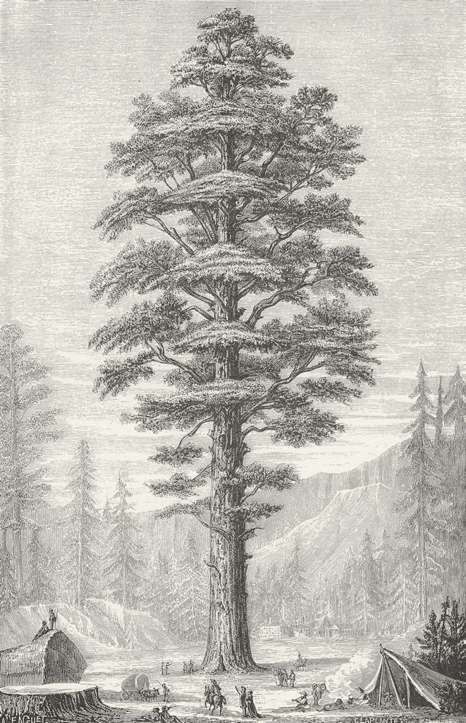 TREES. Wellingtonia c1880 old antique vintage print picture